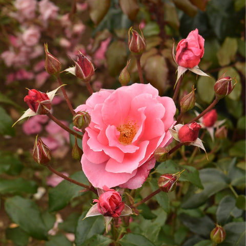 Pink rose bloom with surrounding buds and green leaves on stems