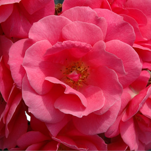 Close-up of pink rose petals with yellow center and red-tinted edges