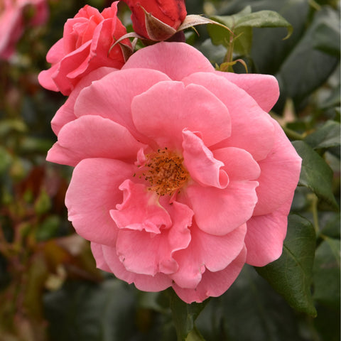 Single pink rose bloom with yellow center and green leaves
