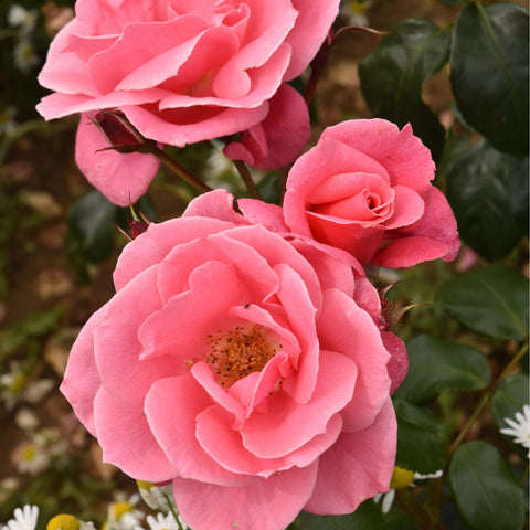 Pink rose blooms with yellow centers on green stems and leaves