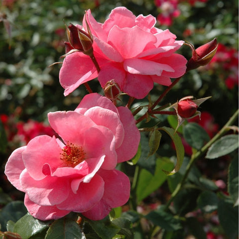 Pink rose flowers and red buds on green stems with glossy leaves