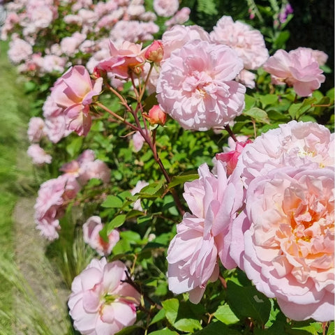 Pink double rose blooms on leafy stems with several rounded flower heads