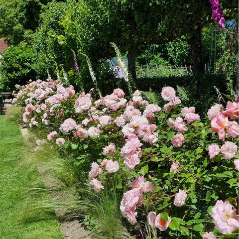 Pink double rose bushes with leafy green stems and many ruffled blossoms