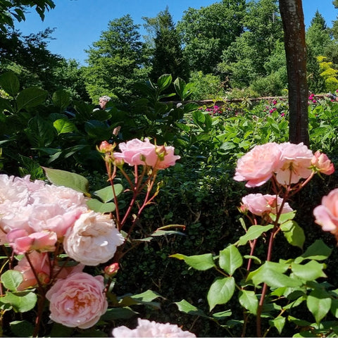 Pink rose blossoms on leafy stems with several buds in the rose plant