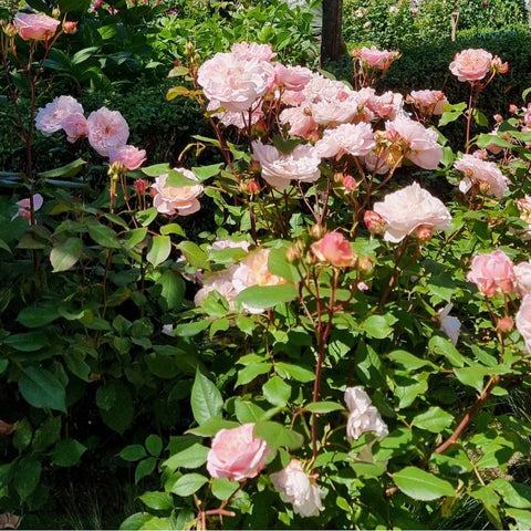 Pink double roses with ruffled petals and green leaves across a dense shrub