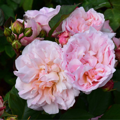 Pink double rose blooms with ruffled petals and green leaves on stems