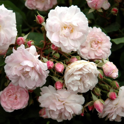 Pale pink rose blossoms with green buds and layered petals on a flowering branch