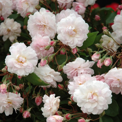 Pastel pink and white rose blossoms with unopened buds and glossy green leaves