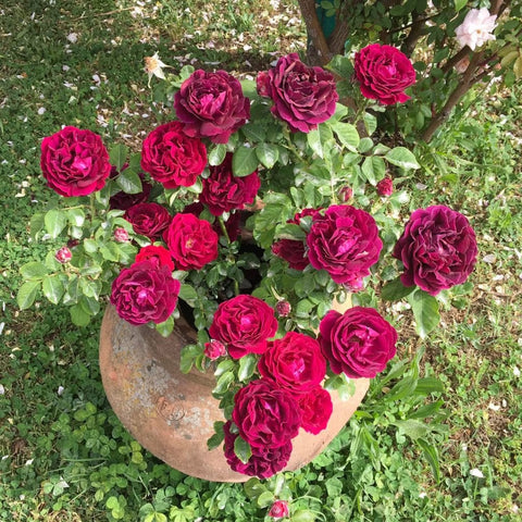 Red rose plant with multiple blooms and green leaves in a round planter