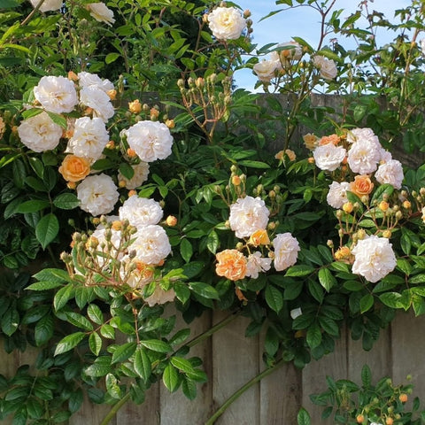 White and pale orange rose blooms with green leaves growing from a planter