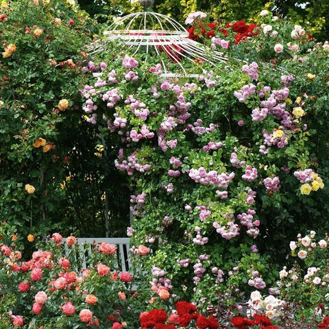 Rose plant with cascading clusters of pink double flowers in a landscaped yard