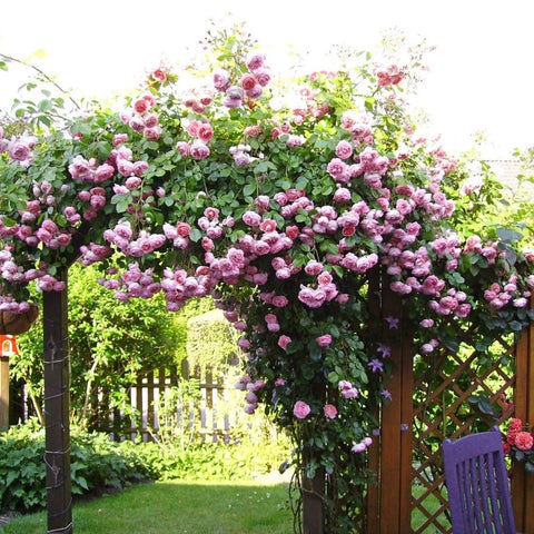 Pink rose shrub with many double blossoms over a garden fence