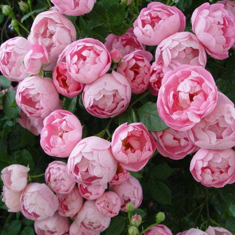 Pink double rose blooms with layered petals and green leaves