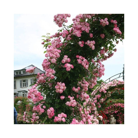 Tall shrub covered in pink rose clusters with green leaves