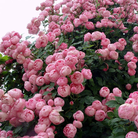 Dense cluster of pink double rose blooms with green leaves