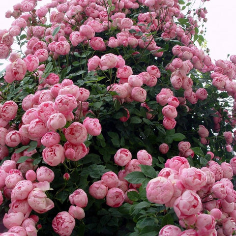 Pink rose plant with many blooms and buds and green foliage