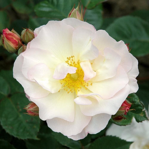 Shrub rose bloom with creamy-white petals and a bright yellow center; buds nearby