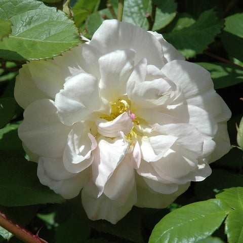 White shrub rose flower with layered petals, pale yellow stamens, and pink center