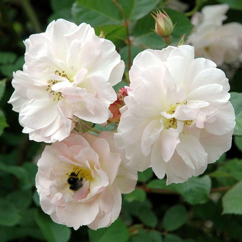 Cluster of white shrub rose flowers with pale pink blush and yellow centers