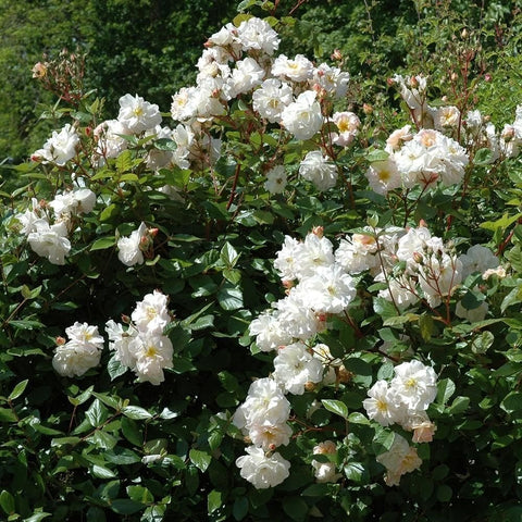 Shrub rose plant covered in white double blossoms with green leaves