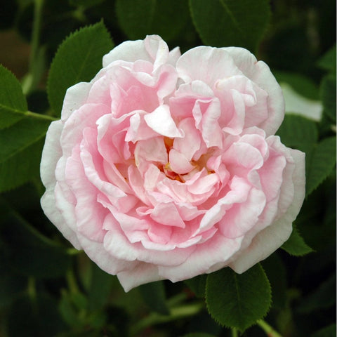 Light pink double rose bloom with ruffled petals centered among green leaves