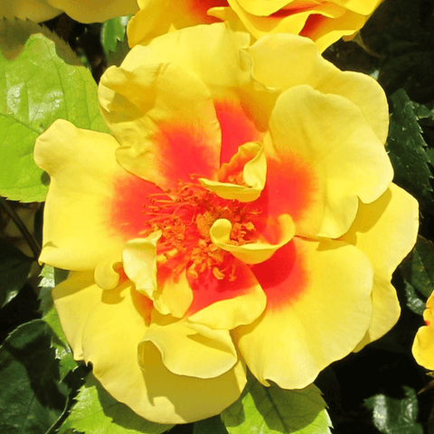 Peter’s Perscia yellow rose bloom with red-orange center and green leaves