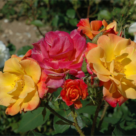 Joseph's Coat rose cluster with pink and yellow blooms on stems