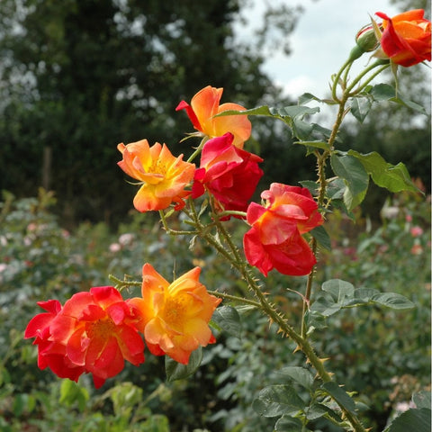 Joseph's Coat rose cluster on a stem with orange and red blossoms