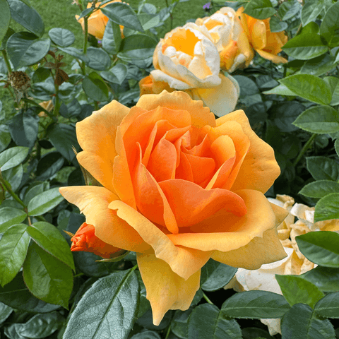 Queen Bee rose with orange and pale yellow layered petals, with green foliage