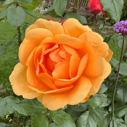 Orange rose bloom with layered petals and green leaves on the plant