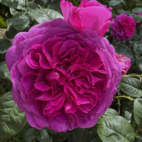Purple double rose bloom with layered ruffled petals and green leaves