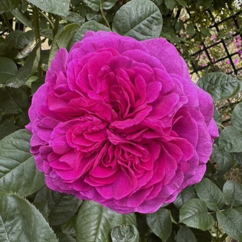 Purple double rose bloom with tightly layered petals and surrounding green leaves