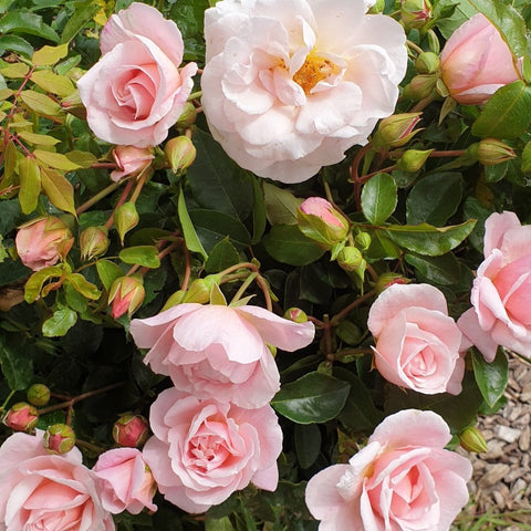 Pink rose shrub with several double flowers, green leaves, and budding stems