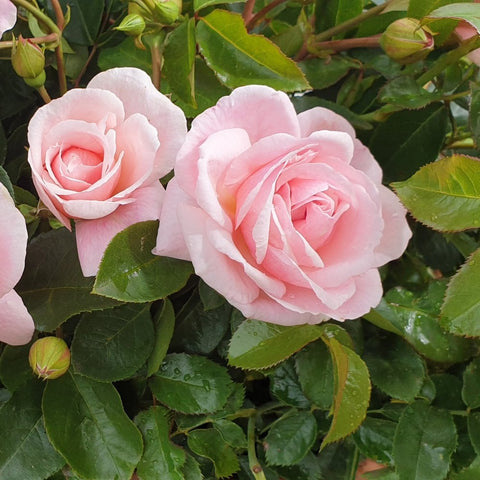 Two pale pink double roses with layered petals and green leaves around them
