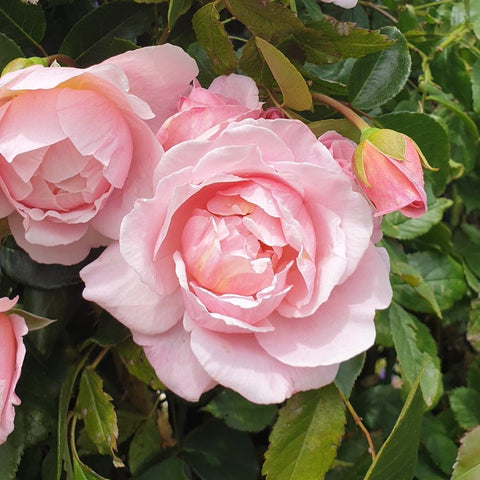 Pink double rose bloom with layered petals, partly open flowers, and green leaves