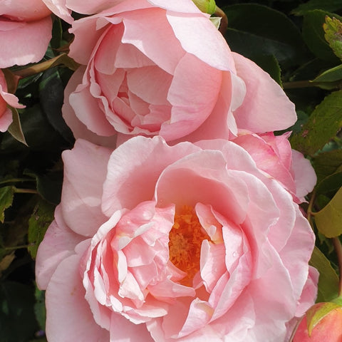 Close-up of pale pink double rose flowers with layered petals and bright yellow center