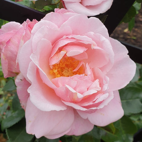 Pink double rose bloom with layered petals and yellow center, surrounded by green leaves