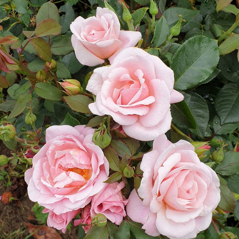 Pink rose plant with four open blooms and green leaves