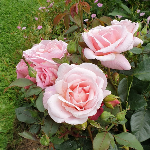 Pink rose plant with five open blooms and surrounding green foliage