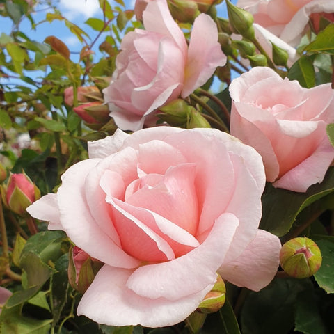 Cluster of light pink rose blooms on stems with green leaves and round buds