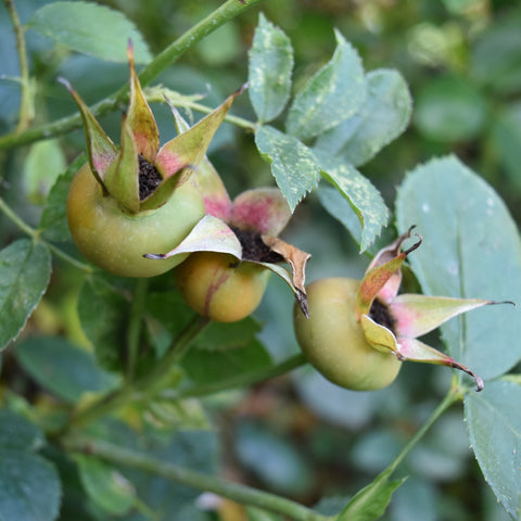 Unopened green rose buds with thorns and glossy green leaves