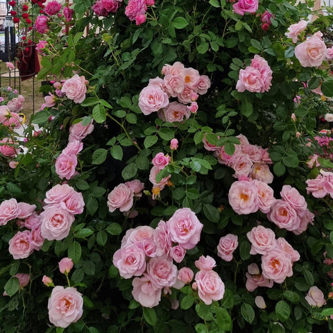 Pink rose shrub with many small open blooms and dense green leaves