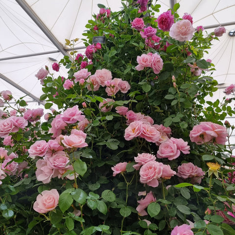 Pink rose plant in a greenhouse with clusters of open blooms and leaves