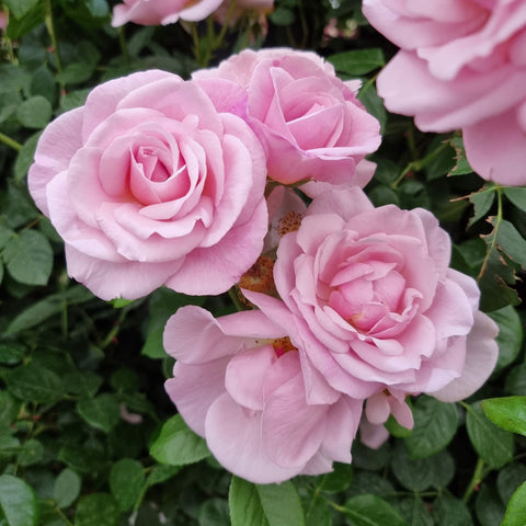 Light pink double roses with ruffled petals and green leaves in a tight cluster