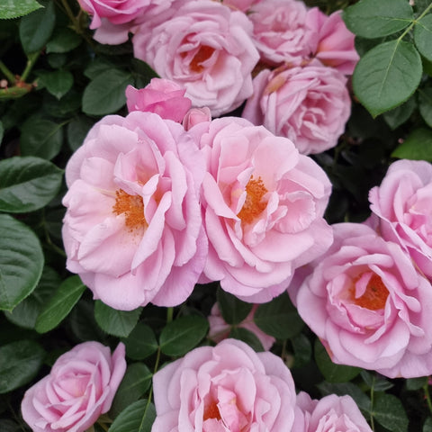 Group of pink double rose blossoms with yellow centers and glossy green leaves