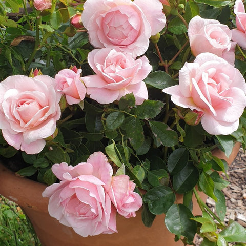 Pink rose plant with multiple double blooms and green foliage growing from a pot