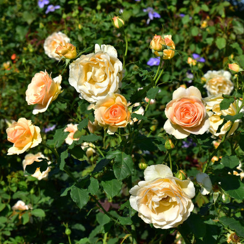 Orange and cream roses growing with green foliage and rosebuds