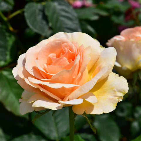 Cream and pale yellow rose bloom with peach-orange center