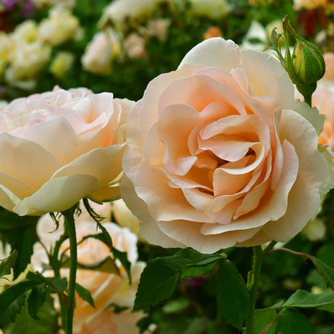White and pale peach roses with closed buds on green stems