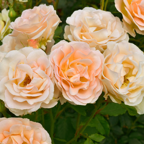 Mixed cluster of cream and peach rose blooms with layered petals